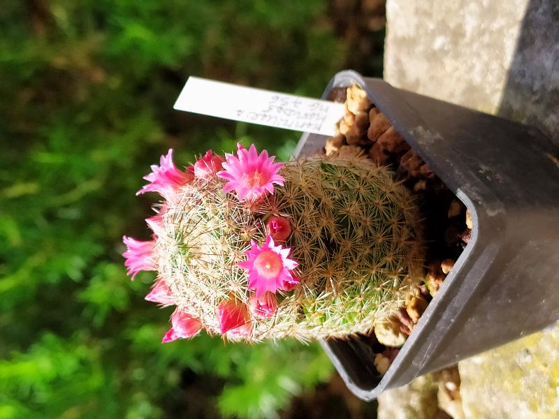 Mammillaria Matudae.jpg